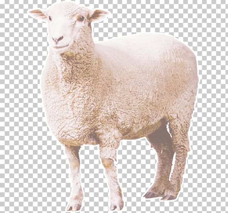 Sheep PNG, Clipart, Animal, Art, Cartoon Sheep, Cow Goat Family, Curly Free PNG Download