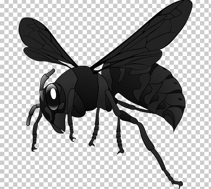 Wasp European Hornet Bee Vespa Simillima PNG, Clipart, Art, Arthropod, Bee, Black And White, Clip Free PNG Download