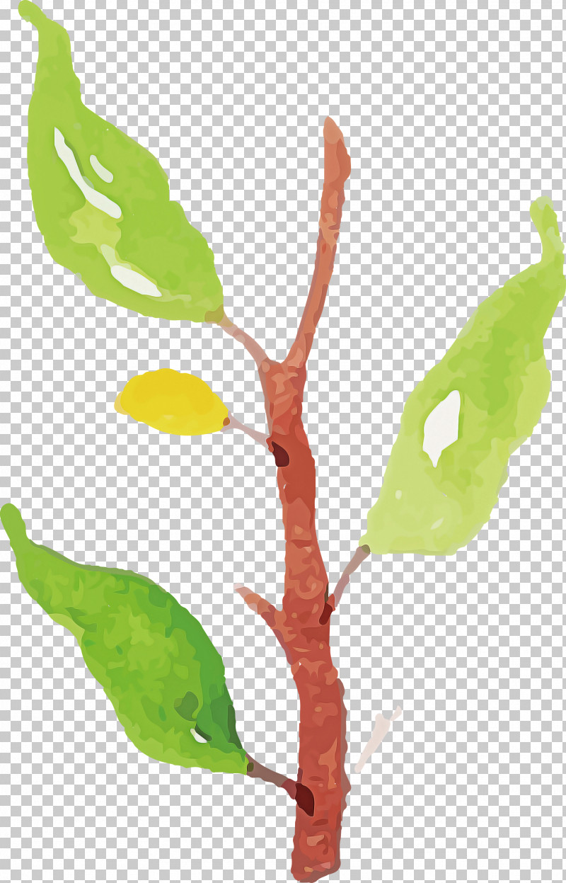 Leaf Plant Stem Twig Tree Flora PNG, Clipart, Biology, Flora, Leaf, Plants, Plant Stem Free PNG Download