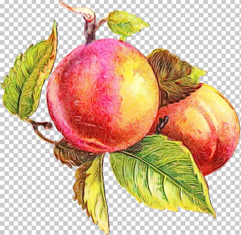 Fruit Tree PNG, Clipart, Apple, Berry, Common Plum, Fruit, Fruit Tree Free PNG Download
