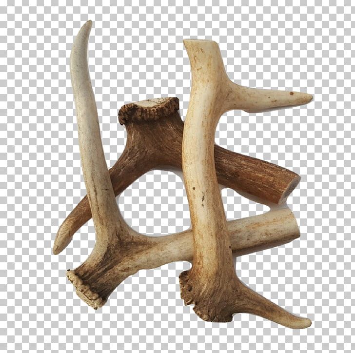 Antler Dog Deer Raw Feeding Bone PNG, Clipart, Animals, Antler, Bone, Calcium, Chewing Free PNG Download