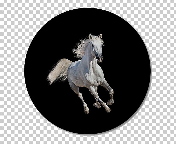 Arabian Horse Andalusian Horse Mustang Gallop Stallion PNG, Clipart,  Free PNG Download