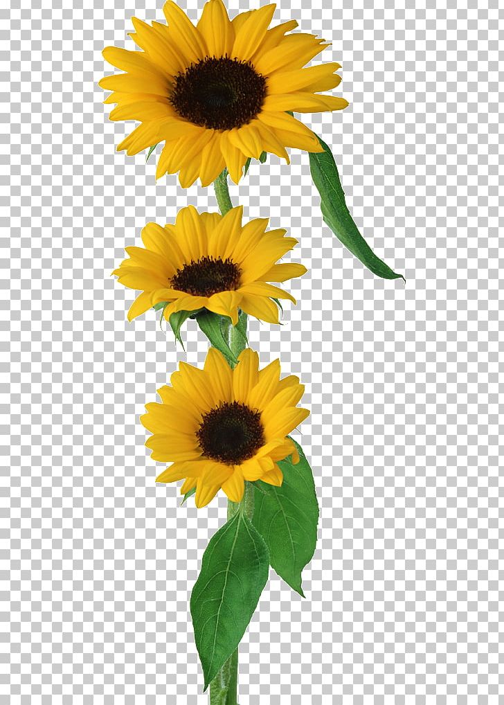 Common Sunflower PNG, Clipart, Annual Plant, Clip Art, Common Sunflower, Daisy Family, Flower Free PNG Download
