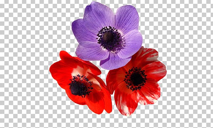 El Temps A Catalunya Dia A Dia Red Flower Purple PNG, Clipart, Anemone, Animation, Annual Plant, Cartoon, Cut Flowers Free PNG Download