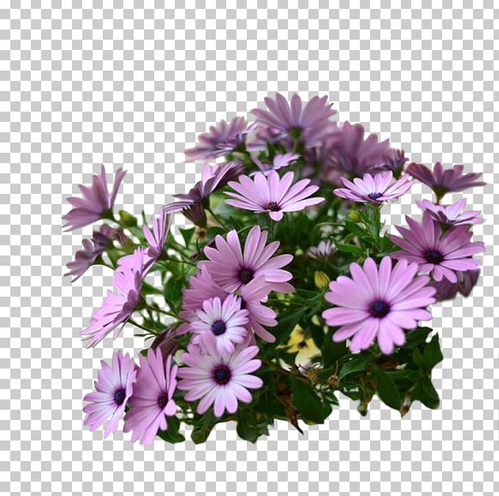 Flower Garden Cut Flowers Common Daisy Floral Design PNG, Clipart, Annual Plant, Aster, Background, Blue, Bunch Free PNG Download