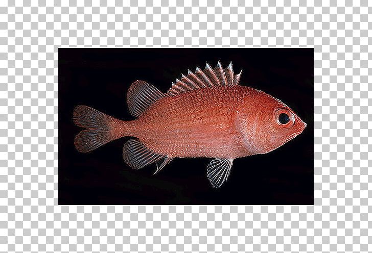 Northern Red Snapper Marine Biology Tilapia PNG, Clipart, Biology, Fauna, Fiji, Fish, Lima Free PNG Download