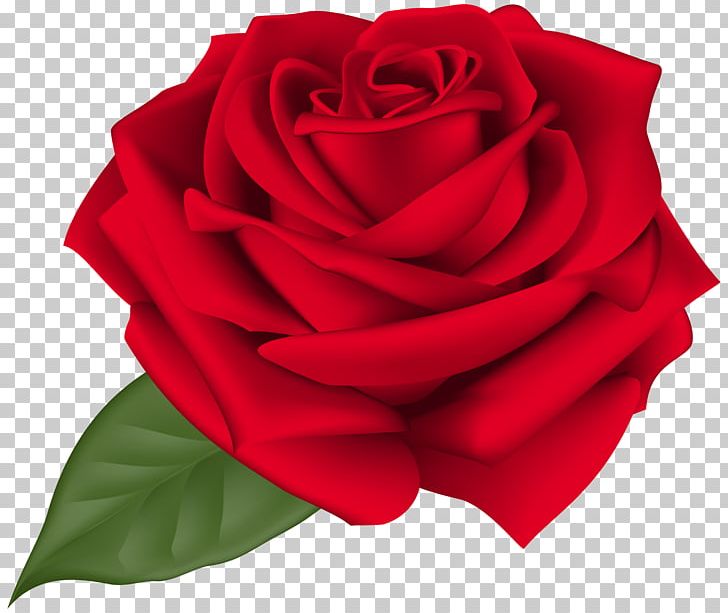 Rose Flower PNG, Clipart, Black Rose, Bud, Cut Flowers, Floral Design, Flower Free PNG Download
