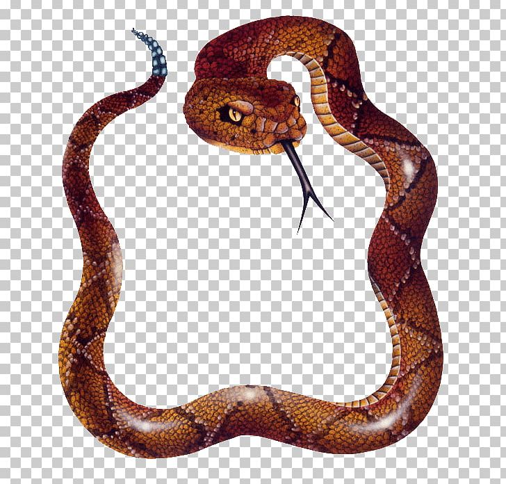 Snake Reptile Vipers PNG, Clipart, Animal Figure, Animals, Boa Constrictor, Boas, Colubridae Free PNG Download