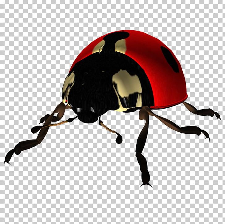 Ladybird Beetle PNG, Clipart, Animal, Arthropod, Beetle, Computer, Insects Free PNG Download