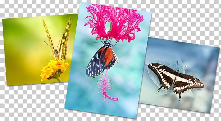 Butterflies And Moths Pastel 0 Dream Calendar PNG, Clipart, 2018, Butterflies And Moths, Butterfly, Calendar, Dinnorm Free PNG Download