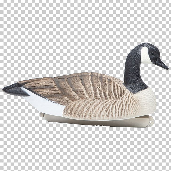 Canada Goose Duck Canada Goose Hunting PNG, Clipart, Animals, Beak, Bird, Canada, Canada Goose Free PNG Download