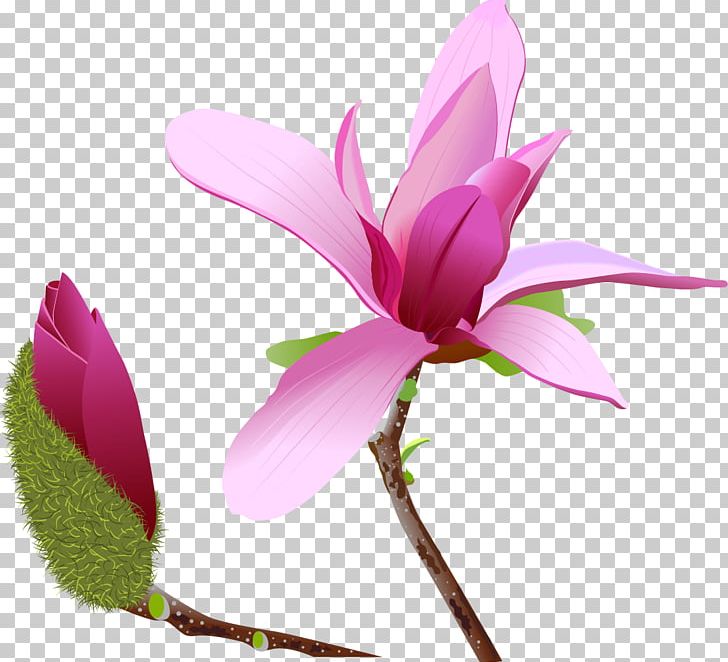Magnolia Flower PNG, Clipart, Bud, Flora, Floral Design, Flower, Flowering Plant Free PNG Download
