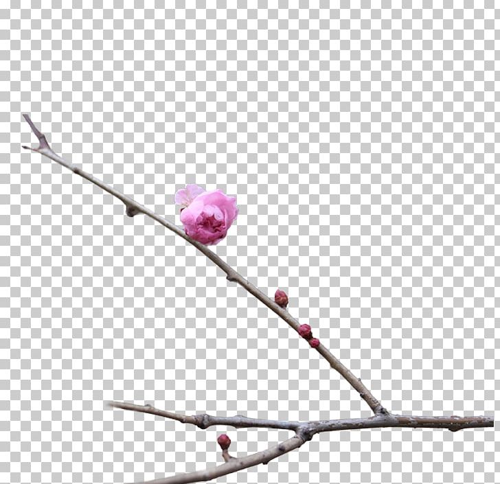 Plum Blossom PNG, Clipart, Branch, Branches, Creative Ads, Creative Artwork, Creative Background Free PNG Download
