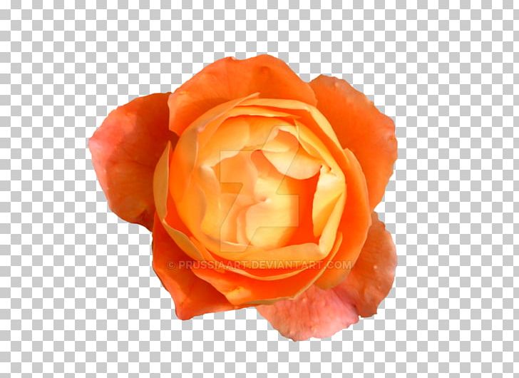 Rose Flower Orange Desktop PNG, Clipart, Blue, Blue Rose, Cut Flowers, Desktop Wallpaper, Flower Free PNG Download