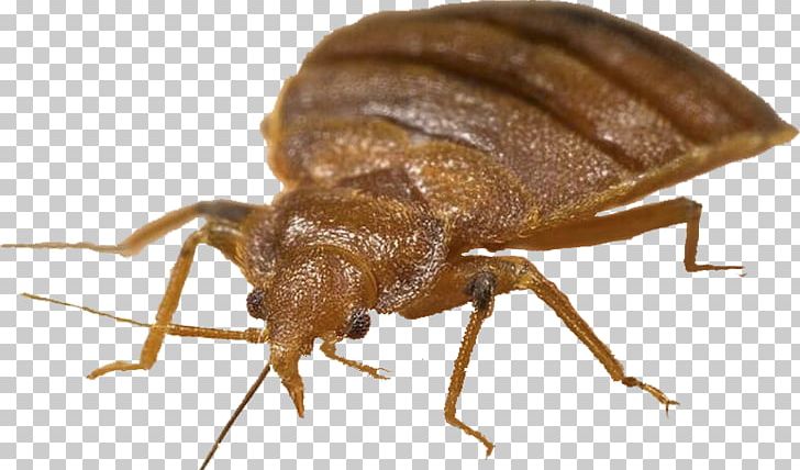 Bed Bug PNG, Clipart, Bed Bug Free PNG Download