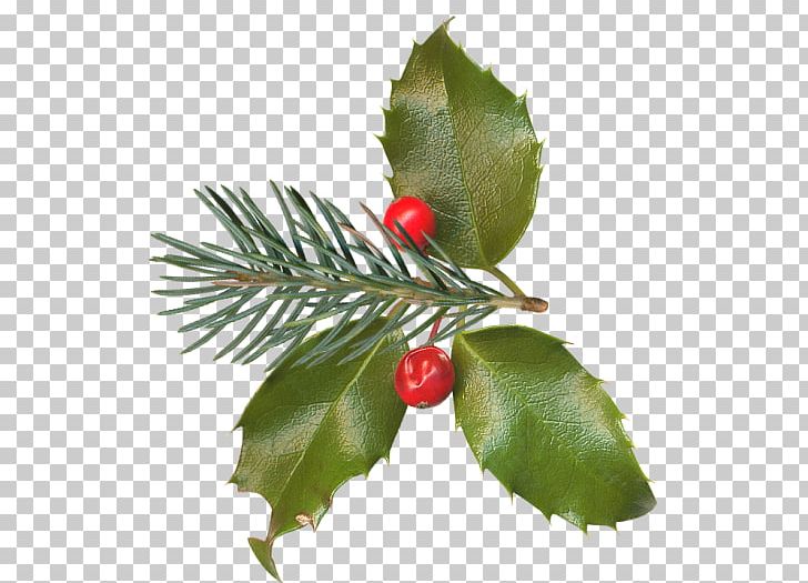 Holly Christmas Aquifoliales PNG, Clipart, Aquifoliaceae, Berry, Branch, Christmas, Christmas Ornament Free PNG Download