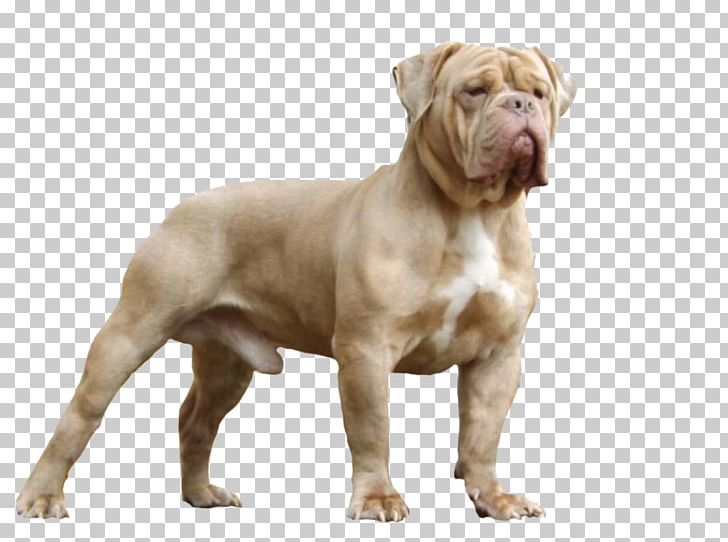 Valley Bulldog Olde English Bulldogge Dorset Olde Tyme Bulldogge American Bulldog American Pit Bull Terrier PNG, Clipart, Alapaha Blue Blood Bulldog, Breed, Bulldog, Bulldog Breeds, Bull Terrier Free PNG Download