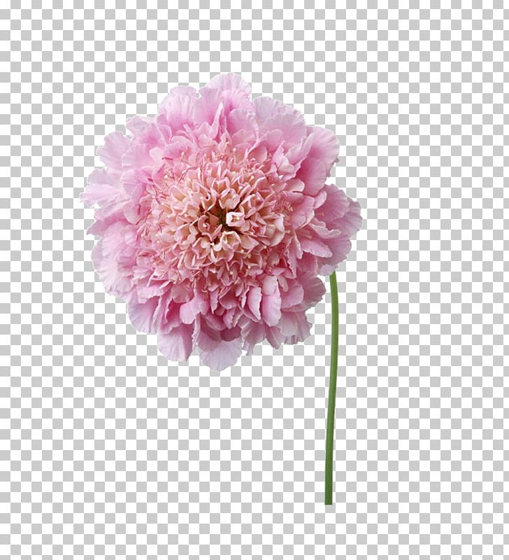 Flower PNG, Clipart, Art, Artificial Flower, Dahlia, Daisy Family, Encapsulated Postscript Free PNG Download
