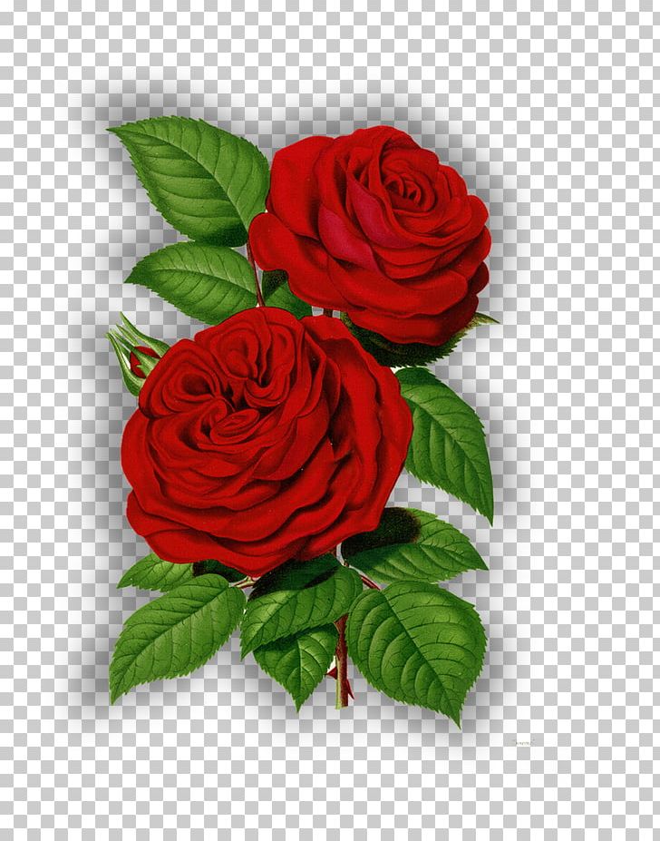 Rose Cut Flowers PNG, Clipart, Animation, Cut Flowers, Dots Per Inch, Floral Design, Floribunda Free PNG Download