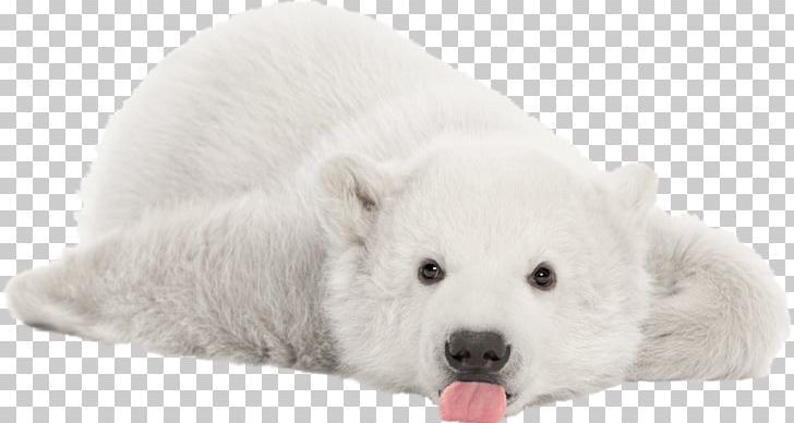 The Polar Bear Stock Photography Arctic Cuteness PNG, Clipart, Animals, Arctic, Bear, Bear Cub, Bears Free PNG Download