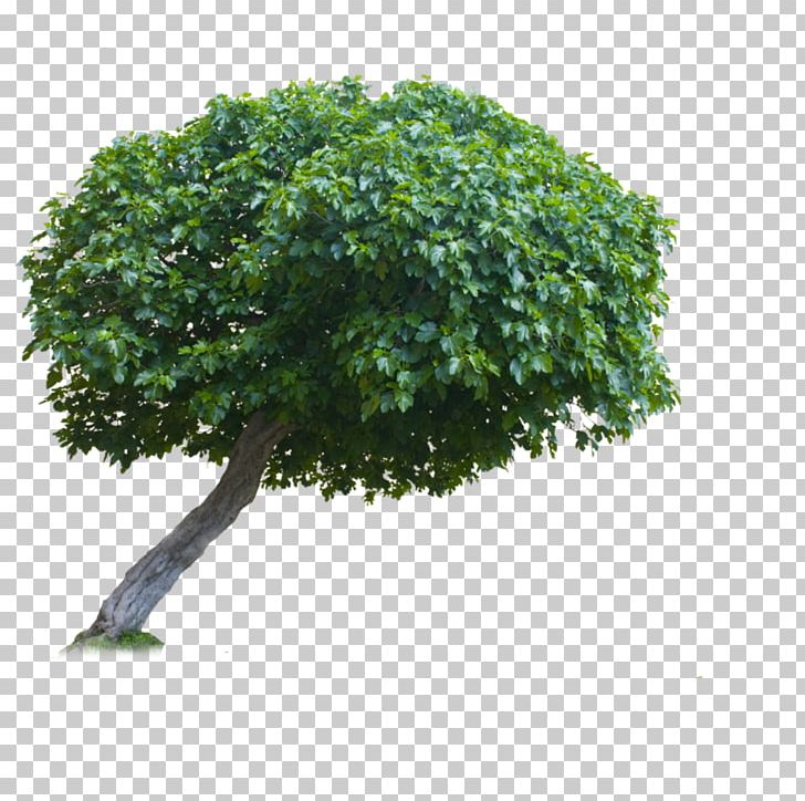 Tran Tree PNG, Clipart, Branch, Grass, Houseplant, Information, Moving Picture Experts Group Free PNG Download