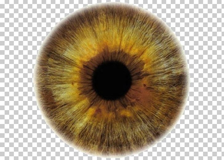 Eye Color Eye Color Iris Color Scheme PNG, Clipart, Blue, Closeup, Color, Color Scheme, Complementary Colors Free PNG Download