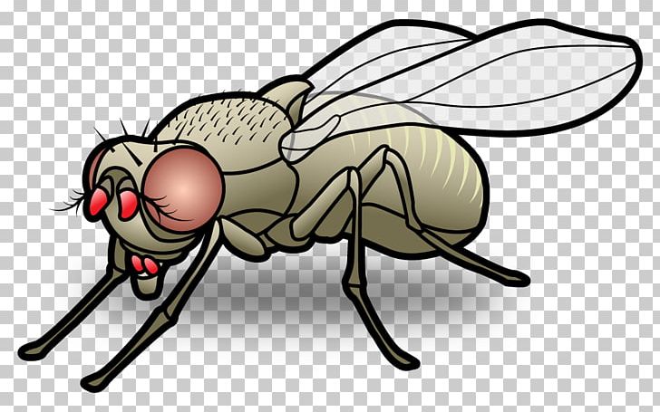 Fly Mosquito Insect Sensillum PNG, Clipart, Antenna, Arthropod, Artwork, Clip Art, Common Fruit Fly Free PNG Download