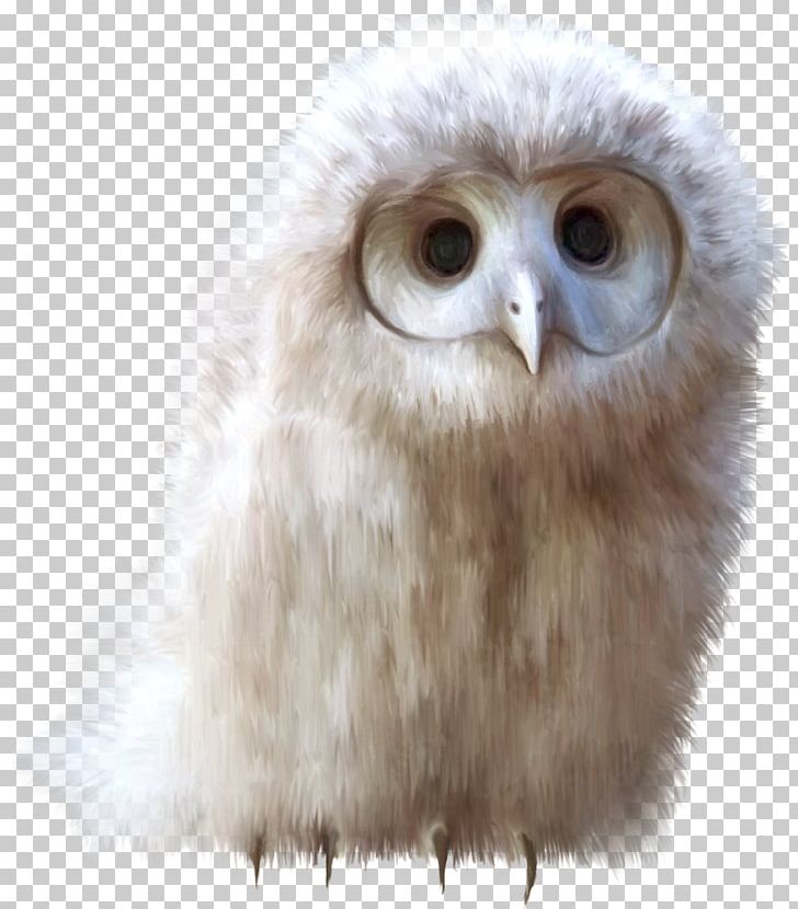 Snowy Owl Bird Barn Owl PNG, Clipart, Animal, Animals, Background White, Barn Owl, Beak Free PNG Download