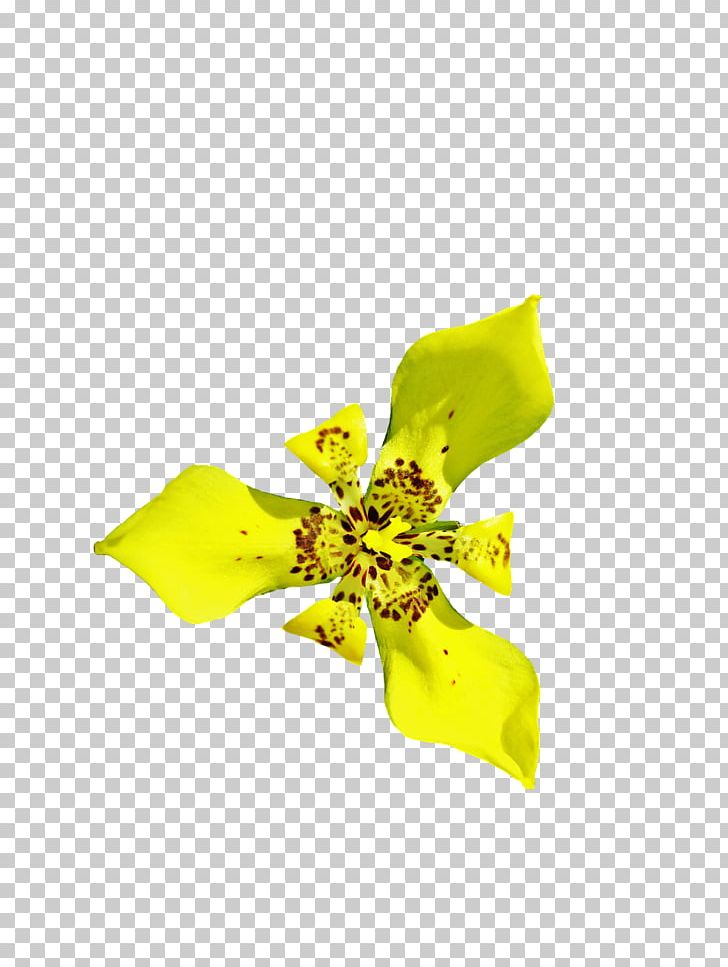 Cut Flowers Yellow PNG, Clipart, Cut Flowers, Flora, Flower, Flowering Plant, Map Free PNG Download