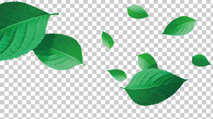Green Leaf PNG, Clipart, Brown, Bubble Tea, Camellia Sinensis, Designer, Drawing Free PNG Download