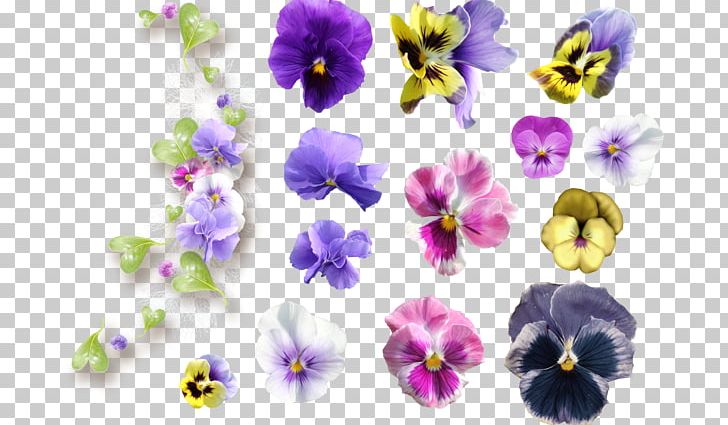 Pansy Violet Flower Common Hibiscus PNG, Clipart, Animation, Chemical Reaction, Common Hibiscus, Data, Data Compression Free PNG Download