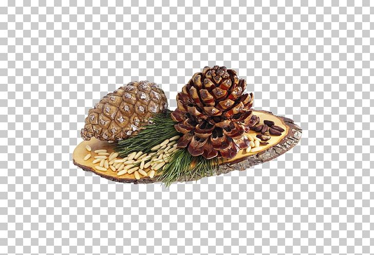 Stone Pine Conifer Cone Pine Nut Cedar Food PNG, Clipart, Brown, Brown Background, Brown Pine, Cedar, Cone Free PNG Download