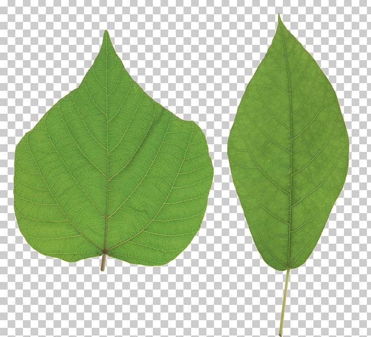 Leaf PNG, Clipart, Animal, Beach, Computer Icons, Cool, Desktop Wallpaper Free PNG Download