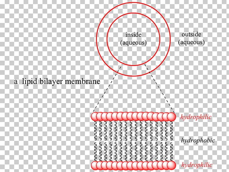 Lipid Bilayer Intermolecular Force Chemistry Molecule PNG, Clipart, Angle, Area, Bilayer, Biological Membrane, Brand Free PNG Download