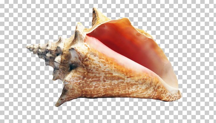 Queen Conch Seashell Molluscs PNG, Clipart, Animal Source Foods, Clams Oysters Mussels And Scallops, Cockle, Conch, Conchs Free PNG Download