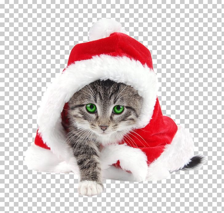 Santa Claus Cat Kitten Christmas Santa Suit PNG, Clipart, Carnivoran, Cat, Cat Like Mammal, Christmas, Christmas And Holiday Season Free PNG Download