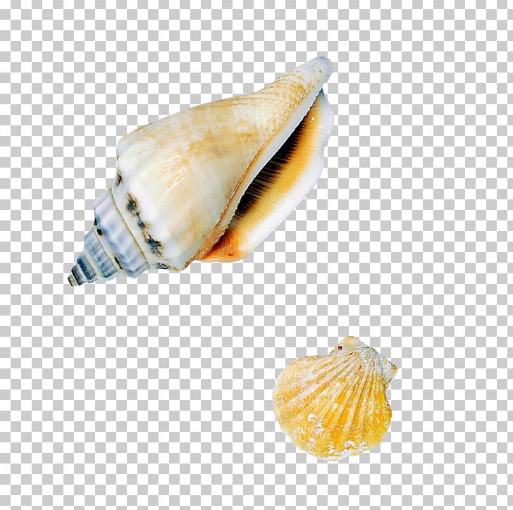 Sea Snail Seashell Conch PNG, Clipart, Animals, Beach, Biological Technology, Clams Oysters Mussels And Scallops, Cockle Free PNG Download