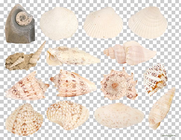 Seashell Conch Marine PNG, Clipart, Alphabet Collection, Animals Collection, Collection, Conch, Conch Shell Free PNG Download