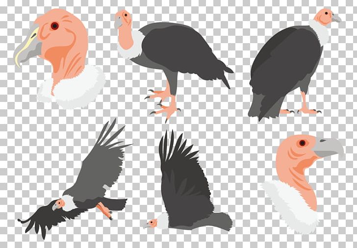 Bird Crane Beak Drawing Condor PNG, Clipart, Adobe Icons Vector, Animal, Animation, Avatar, Avatar Vector Free PNG Download