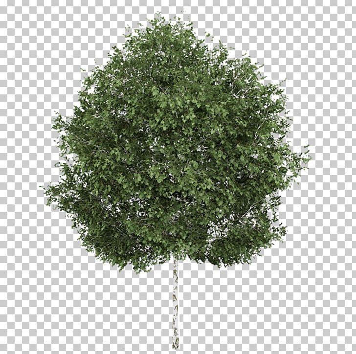 Ginkgo Biloba Tree Quaking Aspen Cottonwood PNG, Clipart, 3d Computer Graphics, Aspen, Betula Populifolia, Betula Utilis, Birch Free PNG Download