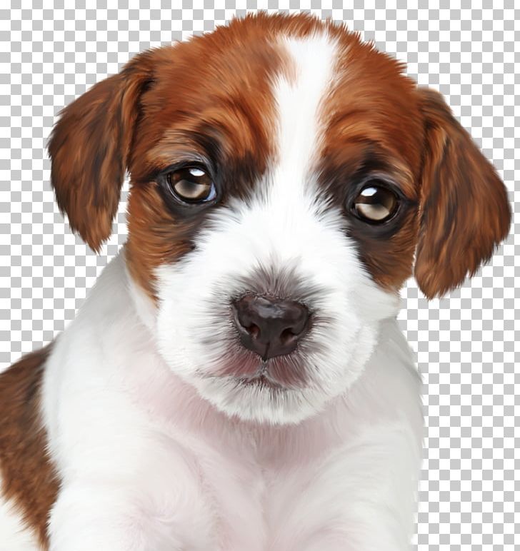 Kooikerhondje Puppy Maltese Dog Bolognese Dog Havanese Dog PNG, Clipart, Animal, Animals, Arama, Bolognese Dog, Cane Free PNG Download
