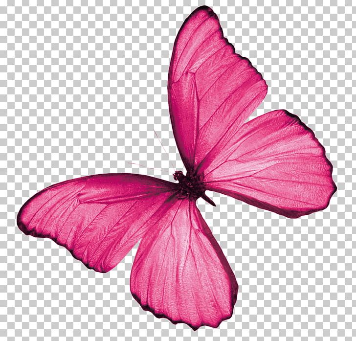 Butterfly Rainbow Insect Color PNG, Clipart, Arthropod, Brush Footed Butterfly, Butterflies And Moths, Butterfly, Color Free PNG Download