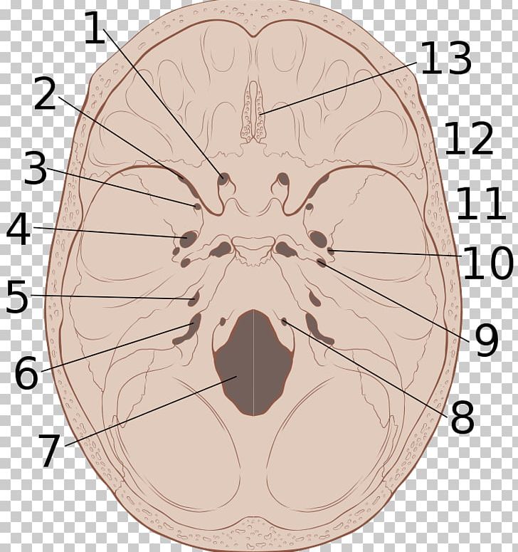 Base Of Skull Anatomy Foramen Magnum Bone Png Clipart Abdomen Angle Brain Cartoon Circl 2932