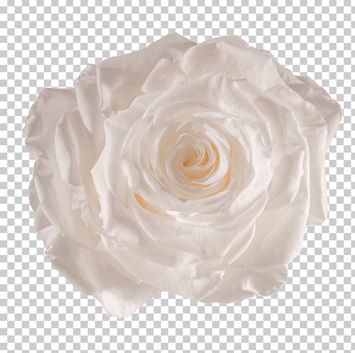 Centifolia Roses Flower Preservation White Garden Roses PNG, Clipart, Blue, Blue Rose, Centifolia Roses, Cut Flowers, Floral Design Free PNG Download