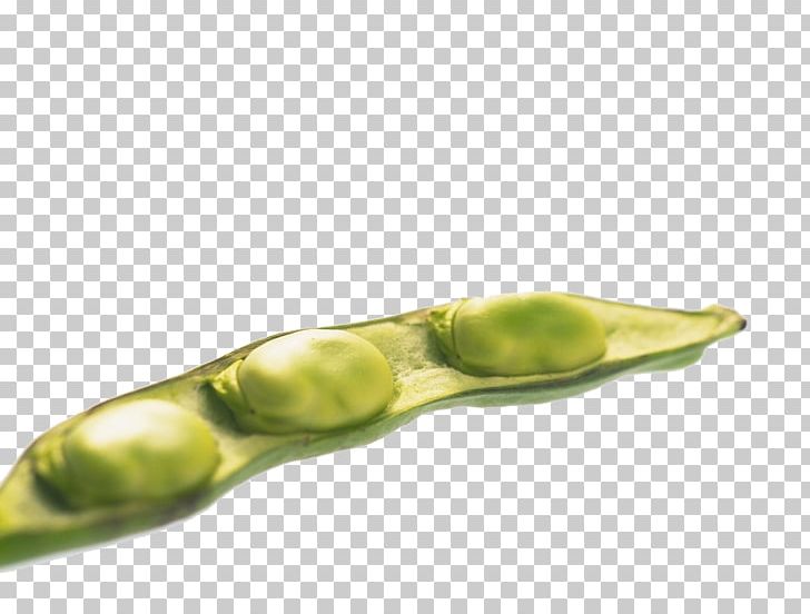 Edamame Broad Bean Vegetable Pea PNG, Clipart, Background Green, Bean, Beautiful, Beauty, Beauty Salon Free PNG Download