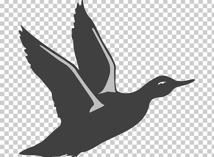 American Pekin Duck Mallard Flight Bird PNG, Clipart, American Black Duck, American Pekin, Beak, Bird, Black And White Free PNG Download