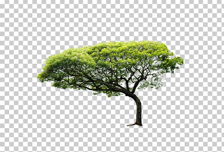 Coastal Regulation Zone Nature Tree Environment Business PNG, Clipart, Animal, Branch, Business, Coastal Regulation Zone, Decorative Material Free PNG Download