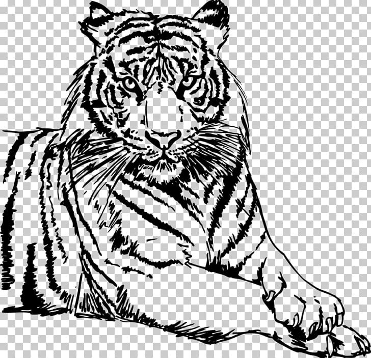Drawing White Tiger PNG, Clipart, Animal, Big Cats, Black, Carnivoran, Cat Like Mammal Free PNG Download