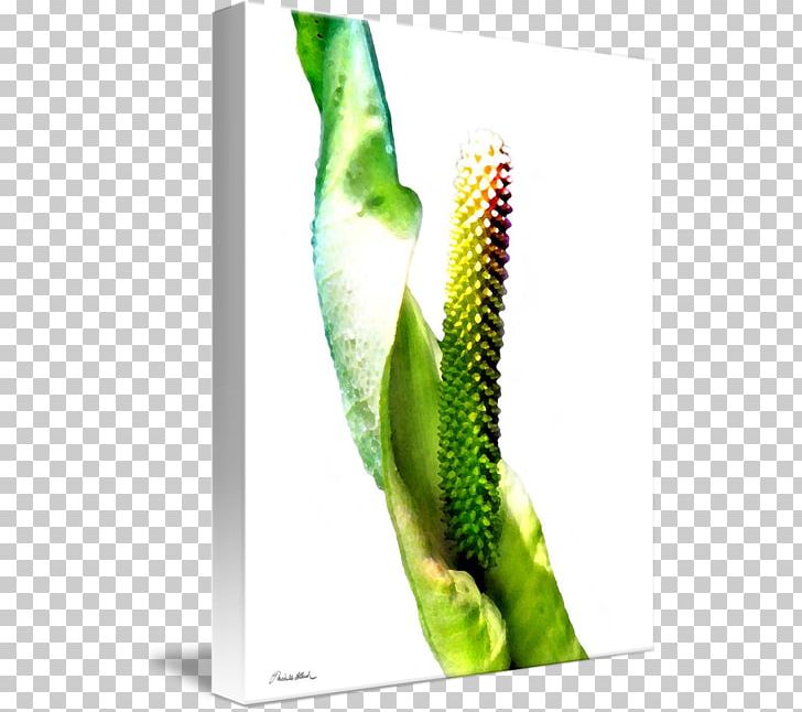 Fine Art Work Of Art Kind Peace Lily PNG, Clipart, Art, Discover Card, Fine Art, Imagekind, Organism Free PNG Download