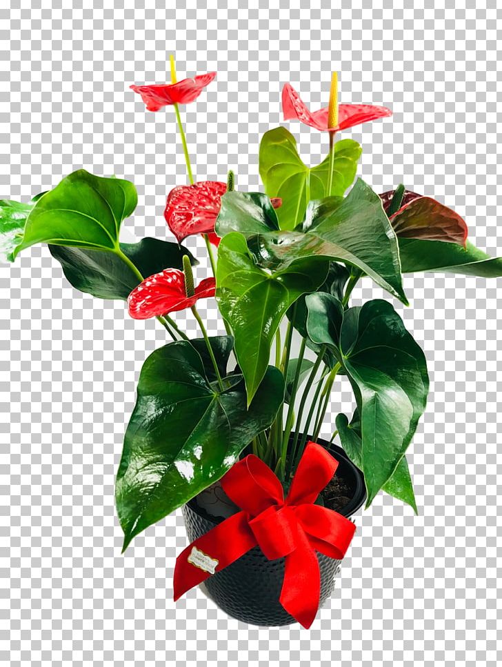 Floral Design Laceleaf Cut Flowers Houseplant PNG, Clipart,  Free PNG Download